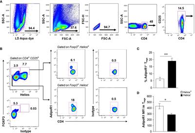 Adiponectin/AdipoR1 Axis Promotes IL-10 Release by Human Regulatory T Cells